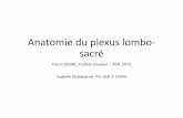 Anatomie du plexus lombo-sacré - reanesth.chu …´me-d... · • Origine : union du tronc lombo‐sacral (L4‐L5) et rameaux ventraux de S1 à S3 ... • Cas décrits d’innervation