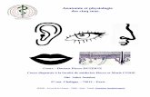 Anatomie et physiologie des cinq sens. - Actéa Santé · 1- Structure de l'oeil La tunique externe est la sclérotique, tissu conjonctif dense et peu vascularisé. ... La presbytie