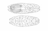 « le cerveau.pdf - ekladata.comekladata.com/-xmpo4dggM2rUXzEsJ64a2NzPxs/le-cerveau.pdf · Le cerveau se compose de 2 hémisphères : le droit et le gauche. Chaque zone du cerveau