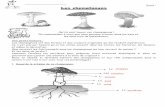 Eveil : Les champignons - Enseignons.be · Des champignons comestibles Des champignons vénéneux et mortels Un bolet L’amanite tue-mouches ... 40 cm (les lépiotes de petite taille