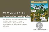 TS Thème 2B: La plante domestiquée - svt-dalaine.frsvt-dalaine.fr/svt/IMG/pdf/TS_2B_cours_la_plante_domestiquee.pdf · I. Un peu d’histoire… La Domestication: La domestication