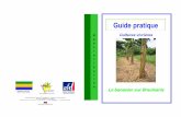Guide pratique - IGAD-Gabonigad-gabon.com/IMG/pdf/cultures_vivrieres_-_bananier_sur... · des résultats de l'exploitation d'une parcelle de ... autour du pied de bananier avant la