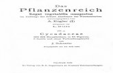 cycad.orgcycad.org/documents/Schuster-1932-cover-pp24.pdf · La Stangeria paradoza Th. Moore, Nuovo Giorn. Bot. Ital. XVI. (1909) 335—351. — La wson, ... — Fenstel, Anatomie
