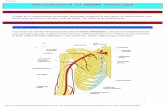 VASCULARISAION DU MEMBRE THORACIQUE - … ms/Vx_ms.pdf · plexus brachial se disposant ... - L’artère collatérale ulnaire crâniale qui accompagne le nerf ... le nerf musculo