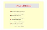Paludisme - Infirmiers.com · CYCLE = mode de contamination Anophèle ½ h Xion intra hépatique Période d’incubation Schizontes Gamètes 48h à 72 h Formes cliniques 15 jours
