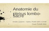 Anatomie du plexus lombo-sacré2´mes... · Plexus lombaire Origine : L1 à L4 +/- T12 et L5 ... région antéro-externe de la ... Anatomie du plexus lombo-sacré2 Author: