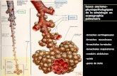 bases anatomo- physiopathologiques de la sémiologie …onclepaul.net/wp-content/uploads/2011/07/sémio-thorax-2-2015-DR1.pdf · de la sémiologie en scanographie pulmonaire ... condensation