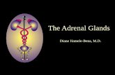 The Adrenal Glands - Columbia .The Adrenal Glands Diane Hamele-Bena, M.D. I. Normal adrenal gland: