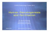 Human Gametogenesis and Fertilisation - Embryology · Dr Steven Fleming Honorary Associate University of Sydney Human Gametogenesis and Fertilisation UNSW Embryology Course 2013 August