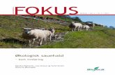 FOKUS - orgprints.orgorgprints.org/30209/1/Fokus 2012 økologisk sauehald - kort... · FOKUS-rapporten omhandlar ulike sider ved sauehald, ... på grunnlag av slakteskrottens form