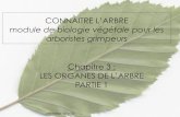 CONNAITRE L’ARBRE - Eklablogdata0.eklablog.com/millefolium/perso/pour les arboristes/les... · Assure le transport des sèves et le soutien du limbe EPIDERME INFERIEURE ... ‣