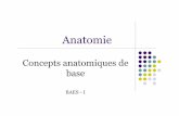 Bases anatomiques - BAES-1 - frmtkd.files.wordpress.com · Concepts anatomiques de base L’anatomie est une étude scientifique des structures du corps. L’anatomie descriptive: