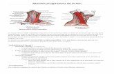 Articulation Sterno Claviculaire - D.Saadia (1) · Vascularisation Son irrigation sanguine est assurée par l'artère occipitale et l'artère thyroïdienne supérieure. Innervation