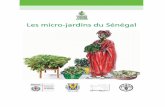 Les micro-jardins du Sénégal - fao.org · La composition des solutions nutritives mères 27 9. La préparation des solutions nutritives 29 10. Fertilisation des cultures sur substrat
