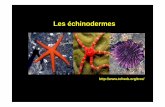Les échinodermes - licencesdvp6.free.frlicencesdvp6.free.fr/Files/Other/3Cours_Echinod_Hemichor.pdf · Fig. 2 : Section d’un piquant. Modifié d’après Brusca & Brusca, 2003.