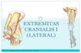 EXTREMITAS CRANIALIS I (LATERAL)herlina.lecture.ub.ac.id/files/2018/03/EXTREMITAS-CRANIALIS-I.2018.pdf · 28 : regio digitorum manus REGIO MEMBRI THORACHICI Sumber gambar: Atlas Anatomi