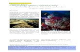 Korallenriffe - Zentren der Artenvielfalt und Evolutionuserpage.fu-berlin.de/leinfelder/palaeo_de/edu/pdf_divers/Lein... · gewinnung? Knochenersatz? Oder eben an Zentren der Artenvielfalt