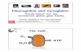 Neuroglobin and Cytoglobin - uni-mainz.demolgen.biologie.uni-mainz.de/Downloads/PDFs/Genomforsch/O2vorles... · Neuroglobin and Cytoglobin: “Fresh blood“ for the vertebrate globin