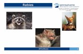 Rabies - miningquiz.comminingquiz.com/.../PADEP_Rabies_06_24_2015.pdf · PPT-078-01 15 Rabies Facts • Approximately 120,000 animals or more are tested for rabies each year in the