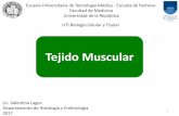 Tejido Muscular - principal [ESFUNO-Escuelas]€¦ · (similar a L. Basal) Localización: sarcolema miofibrilla Voluntario, control somático 12 Tejido Muscular –ESTRIADO ESQUELETICO