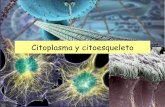 Citoplasma y citoesqueleto - aloxamento de páxinas webcentros.edu.xunta.es/iesastelleiras/depart/bioxeo/lgazon/presen/... · BASAL 2 microtúbulos centrales, rodeados de una vaina