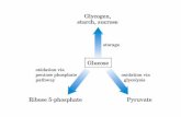No Slide Title · Glycogen, starch, sucrose storage Glucose oxidation via pentose phosphate pathway Ribose 5-phosphate oxidation via glycolysis Pyruvate