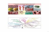 Linhagem Archaeplastida (Plantae): Algas Vermelhas ... · PDF file1 Linhagem Archaeplastida (Plantae): Algas Vermelhas (Rhodophyta) Unicontes Excavados Cromoalveolados (Modificado