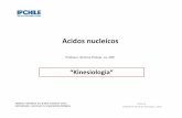 Acidos nucleícos - bioeduciencias.files.wordpress.com · ARNr (Ribosomatico) Con proteínas ribosomales y los ribosomas actúan con el ARNm. Forman los ribosomas (15%) ARNnp (nuclear