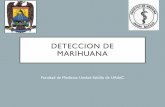 DETECCION DE MARIHUANA - gob.mx · •Vía Respiratoria: en forma de cigarrillo: liado a mano en estos casos se usan directamente los cogollos, secos y desmenuzados, o bien el hachís