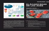 EL ÁCARO ROJO DE LAS AVES - Selecciones Avícolas - Revista de …seleccionesavicolas.com/pdf-files/2014/2/009-012-Patologia-El... · EL ácaro rojo de las aves es la plaga más