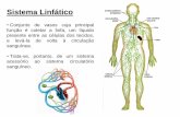 Sistema Linfático - colegiosantarosa-pa.com.brcolegiosantarosa-pa.com.br/.../8ano_sistema_linfatico.pdf · Sistema Linfático •Fluxo da linfa - Como nas veias, os vasos linfáticos