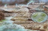 Evolución - PORTAL CAMARONERO – Información …portalcamaronero.com/wp-content/uploads/2017/01/BACTERIAS1.pdf · • Los microorganismos ... Bacterias con yemas y apéndices 11.