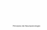 Principios de Neuropsicología - aidyne16.tizaypc.com · NEUROPSICOLOGÍA PSICOLOGÍA COGNITIVA Organización cerebral de los procesos mentales NEUROPSICOLOGIA COGNITIVA Patrones