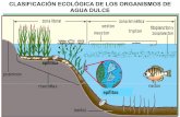 3-Clasificacion ecologica de los organismos de agua …cofes.org.ar/descargas/relas/3_jornada/3_Clasificacion_ecologica... · CLASIFICACIÓN ECOLÓGICA DE LOS ORGANISMOS DE AGUA DULCE