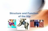 Structure and Function of the Hip - MCCCbehrensb/documents/Hipkmc.pdf · Structure and Function of the Hip . The Hip “The San Francisco 49ers placed Frank Gore on the injured reserve