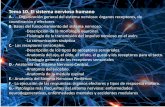 Tema 10. El sistema nervioso humano - Ini · PDF fileOrganización general del sistema nervioso: órganos receptores, de coordinación y efectores B. Bases del funcionamiento del sistema