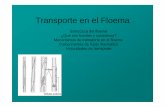 transporte en el floema Floema-2.pdf · Estructura del floema ¿Que son fuentes y sumideros? ... Fuentes y sumidero : Todas las partes de las plantas incapaces e ... entre xilema