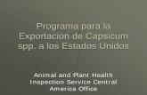 Programa para la Exportacion de Capsicum spp. a los ... · • En el caso del gorgojo Faustinus ovatipennis, minador de hojas de la arveja, perforador del tomate, palomilla perforador