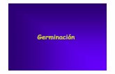 Germinación - Universidad de Buenos Aires · Dormición: Estado fisiológico de la semilla que restringe su capacidad de germinar Primaria : entran en dormición durante la ontogenia.