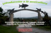 Universidad Centroccidental ´´Lisandro Alvarado´´ Estación de ... Acui23-10-2006.pdf · de la trucha arcoiris en 1940, luego se introduce la tilapia pero no se cultiva comercialmente.