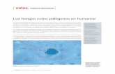 Los hongos como patógenos en humanos - Revista …hipotesis.uniandes.edu.co/hipotesis/images/stories/ed14pdf/Hongos.pdf · afectados por infecciones causadas por hongos oportunistas.