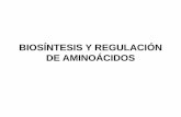 BIOSÍNTESIS Y REGULACIÓN DE AMINOÁCIDOSsgpwe.izt.uam.mx/files/users/uami/fierrof/4-Biosintesis...Desaminación oxidativa del glutamato por la glutamato deshidrogenasa Desaminación