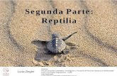 Segunda Parte: Reptilia - eva.udelar.edu.uy · Los reptiles desarrollan: ... - circulación doble (circuito arterial y venoso) ... Tortugas Marinas presentes en aguas uruguayas. 6.
