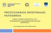 PROTOZOARIOS INTESTINALES PATÓGENOS - … · CURSO TEÓRICO-PRÁCTICO 2011 “DIAGNÓSTICO DE ENTEROPARASITOSIS ... Con organelos: mitocondrias, RE, Golgi, vacuolas y ... Clase Sporozoa