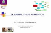 EL ANIMAL Y SUS ALIMENTOS - lebas.com.mx · Los principales carbohidratos presentes en la naturaleza son los monosacáridos glucosa, fructosa, arabinosa, ... La Digestión de los