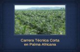 Carrera T©cnica Corta en Palma Africana - .palma africana y desarrollar proyectos de producci³n