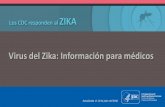 Los CDC responden al ZIKA - maternoinfantil.org · • Intrauterina • Perinatal – Transmisión sexual por parte de parejas ... – Estructuras cerebrales ausentes o malformadas