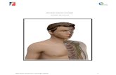 Manual de Anatomia e Fisiologia - massagempro.com cefad/SISTEMA MUSCULAR CEFAD MAN… · Twietmeyer T, McCracken T., 2006 – Manual de Anatomia Humana para Colorir. Editora Ganabara