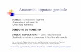 Anatomia: apparato genitale - istitutopennaasti.it · Anatomia: apparato genitale ˘ ... deiescenza del follicolo Corpo luteo (secerne progesterone) Corpo luteo in regressione Follicolo