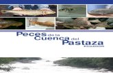 Peces Cuenca del Pastaza - dpanther.fiu.edudpanther.fiu.edu/.../PecesComunesdelaCuencaPastaza_Ecuador_508.pdf · el cual ha ofrecido oportunidades para mejorar la disponibilidad de